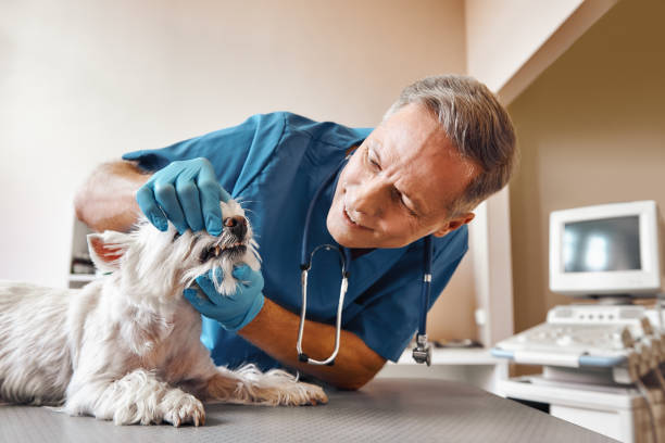 Trusted CA Emergency Dental Service Experts